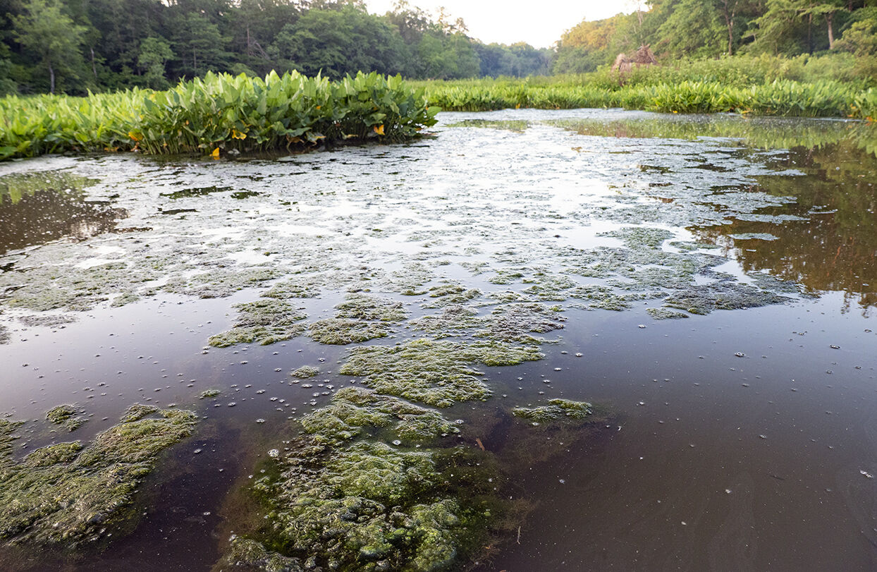 Algae